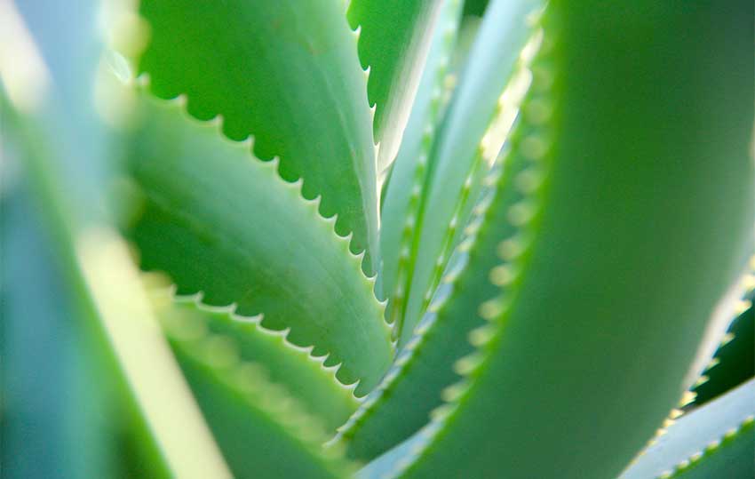 aloe vera